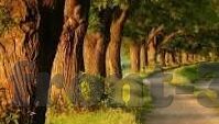 足球走地比分网-足球走地比分网，实时追踪赛事，畅享足球激情
